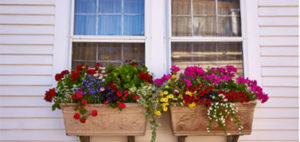 exterior image of two windows with flower boxes