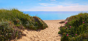 sand path surrounded by beach grass leading to ocean