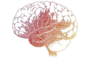 A brain with letters in the middle