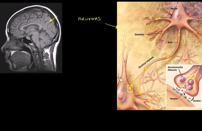 Screen shot of the synapses of the brain